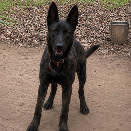 Belgian Malinois and xDutch Shepherd Puppies from Kaizen von Ruach Malinois