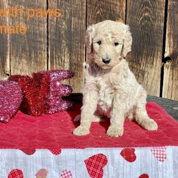 Goldendoodle and Poodle Puppies from Grand Valley Goldendoodles
