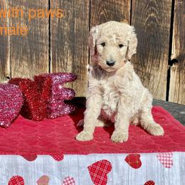 Goldendoodle and Poodle Puppies from Grand Valley Goldendoodles