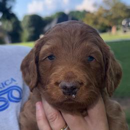 Grey Collar - Red  male Goldendoodle puppy in Winchester, Tennessee from Mahaffey’s Doodles