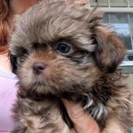Liver sable boy - Chocolate and tan male Shih Tzu puppy in Amherst, Maine from McKayla Hairston
