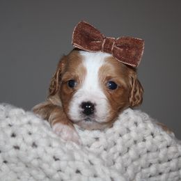 BOY 1 - Apricot male Cavapoo puppy in Apple Creek, Ohio from Arlene Hershberger