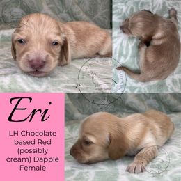 Eri - Dapple female Dachshund puppy in Denham Springs, Louisiana from Rockin’ with Dachshunds