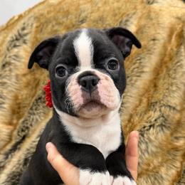 Boy 4 - Black brindle and white male Boston Terrier puppy in Redlands, California from Off The Hook Boston Buddies