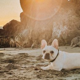 French Bulldogs from Samantha Miceli's Frenchies