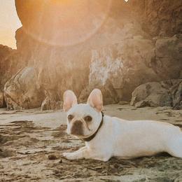 French Bulldogs from Samantha Miceli's Frenchies