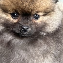 Girl2 - Black and tan parti Pomeranian puppy in Harrison, Michigan from Rashell's Puppies