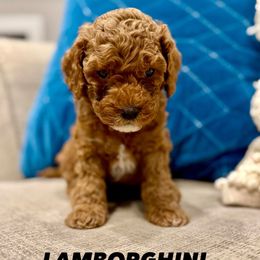 Lamborghini - Red phantom male Assorted Doodle Crosses puppy in West Haven, Utah from The Cava Labdoodles