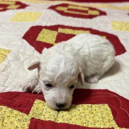 Roxy - yellow collar - White female Bichon Frise puppy in 63101 (St. Louis Metro Area), Missouri from BichonSTL