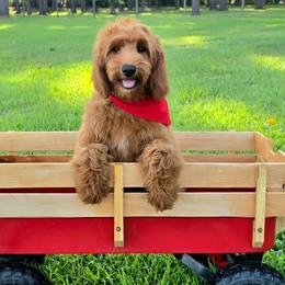 Bailey's Red Boy - Red  male Goldendoodle puppy in Kountze, Texas from Texas Doodles LLC