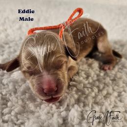 Eddie - Red  male Goldendoodle puppy in Peyton, Colorado from Grace N Faith Doodles