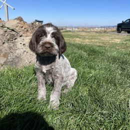 Millie(Clementine) - Brown and gray female Wirehaired Pointing Griffon puppy in Grangeville, Idaho from Happy Hollow Griffons