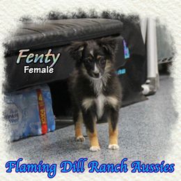 Fenty - Black tri female Toy Australian Shepherd puppy in Forestburg, Texas from Flaming Dill Ranch Aussies