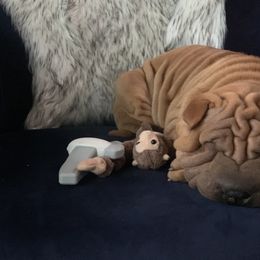 Chinese Shar-Pei and Pumi Puppies from Nixie Kennels