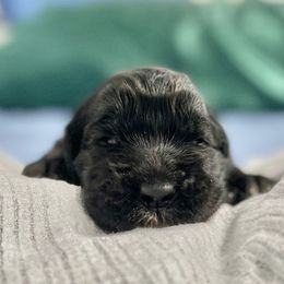 Goldendoodle Puppies from Only Loving Pups