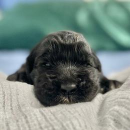 Goldendoodle Puppies from Only Loving Pups