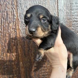 Layla - Black and tan female Dachshund puppy in Dobson, North Carolina from Oakleys Dachshund Haven