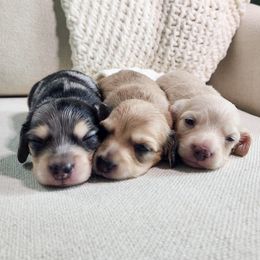 Dachshund puppies from Powerdox Dachshunds