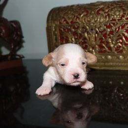 Boy 2 - male Havanese puppy in Hamptonville, North Carolina from Alabama Havanese Kennel