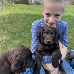 Boykin Spaniel Puppies from Bayhill Boykins