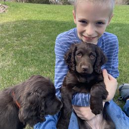 Boykin Spaniel Puppies from Bayhill Boykins