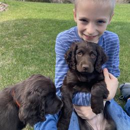 Boykin Spaniel Puppies from Bayhill Boykins