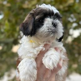 Boy 1 - Sable and white male Shih Tzu puppy in Seguin, Texas from Dolled Up Shih Tzus