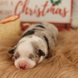 Miniature Australian Shepherd and Toy Australian Shepherd Puppies from Sanative Homestead