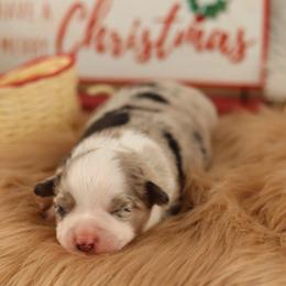 Miniature Australian Shepherd and Toy Australian Shepherd Puppies from Sanative Homestead