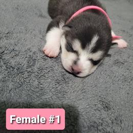 Siberian Husky Puppies from Sunrise Siberians