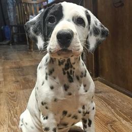 Boy 2 - male Dalmatian puppy in Livonia, Missouri from Buttonridge Dalmatians