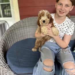 Black collar - Red  male Goldendoodle puppy in Lake Butler, Florida from Providence Ranches
