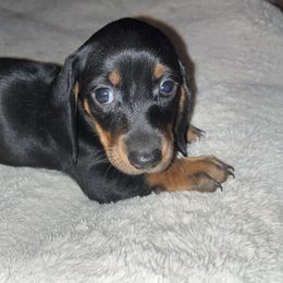Girl 1 - Dachshund puppy in Buckeye, Arizona from AZ Dachshund Proud