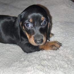 Girl 1 - Dachshund puppy in Buckeye, Arizona from AZ Dachshund Proud