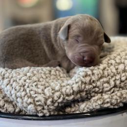 Yukon - Silver male Dilute Retriever puppy in Puyallup, Washington from 12 Door Farm Labradors