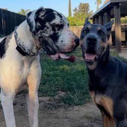 Great Dane puppies from Graham’s Danes