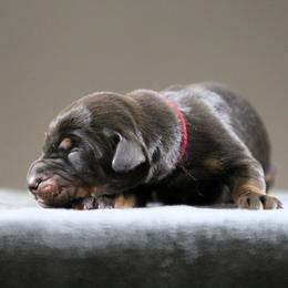 Rhaenys - 5350 - Black and rust female Doberman Pinscher puppy in Rockwall, Texas from Elitehaus