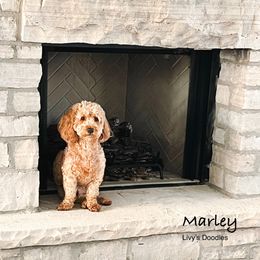 Marley - Goldendoodle