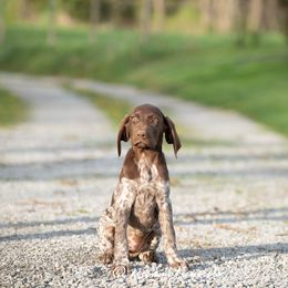 German Shorthaired Pointer and Vizsla Puppies from Nosam Kennels