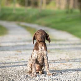 German Shorthaired Pointer and Vizsla Puppies from Nosam Kennels