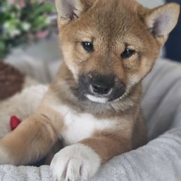 Shiba Inu Puppies from Shiba Shenanigans
