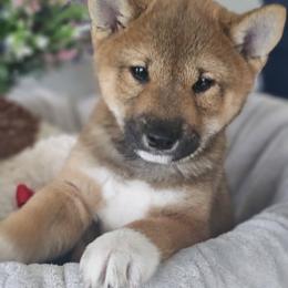 Shiba Inu Puppies from Shiba Shenanigans