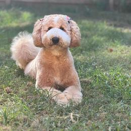 Goldendoodle All Grown Up from Smoodles