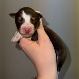 RTM 3 - Red tri-color male Australian Shepherd puppy in Anniston, Alabama from All Hale Aussies