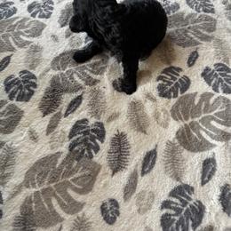 Male - Black male Poodle puppy in Canterbury, Connecticut from Diamonds in the Sky