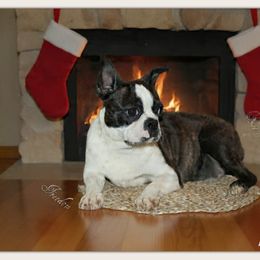 Freedom - Boston Terrier