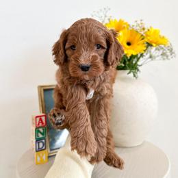 Woody - Red male Australian Labradoodle puppy in Palmdale, California from Pixie Doodle Paws