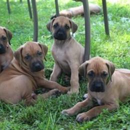 Rhodesian Ridgeback Puppies from Lyonnese Rhodesian Ridgebacks