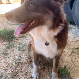 Australian Shepherd All Grown Up from Double A Aussies