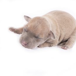 Brussels Griffon and Italian Greyhound Puppies from Adornare Kennels